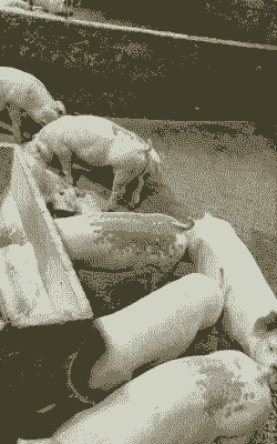 河南的生猪品种