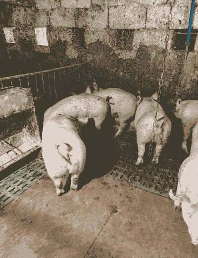 生猪是不是仔猪