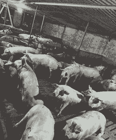 哈尔滨生猪交易在哪里