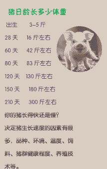 生猪的合适出栏体重