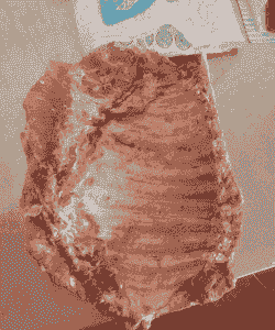 石家庄生猪吃什么