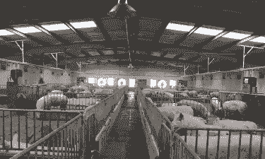 全国最大生猪养殖基地