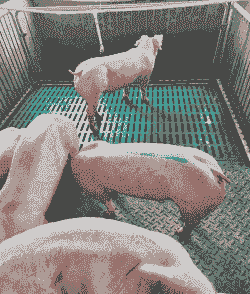 生猪是育肥猪吗