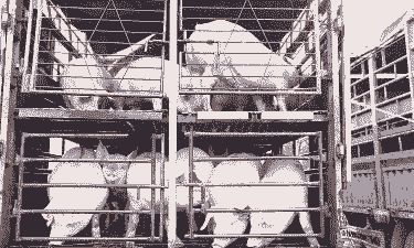 生猪为什么要存栏