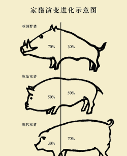 生猪品种改良路线