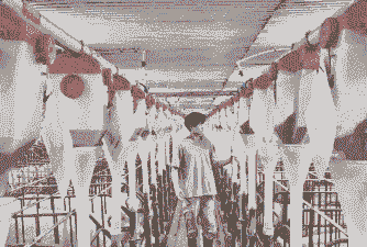 德康生猪养殖怎么