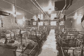 国内最大生猪养殖基地