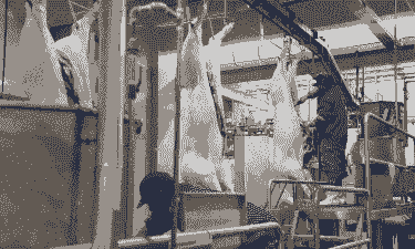 国内最大生猪屠宰企业