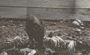 生猪养殖污染有哪些