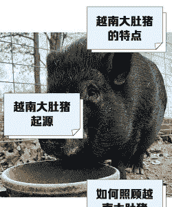 越南生猪如何进中国