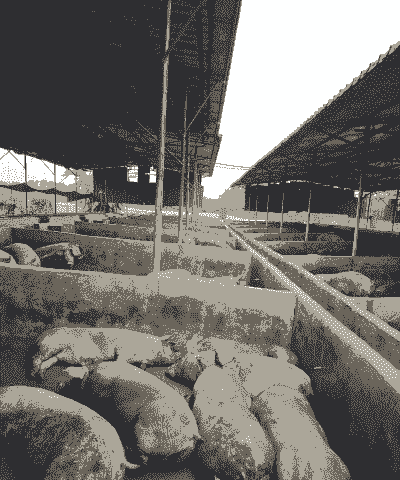 生猪养殖怎么样