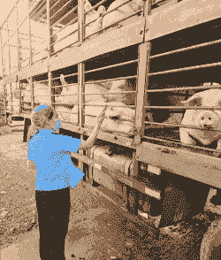 什么地方收生猪