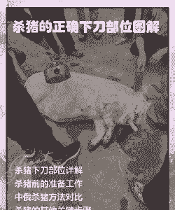 生猪屠宰时摘除什么