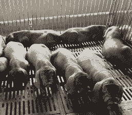 佛山哪里有生猪养殖