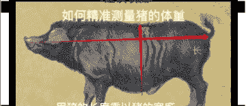 生猪出肉率如何计算