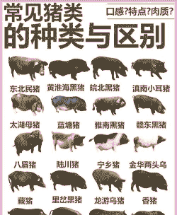 生猪和育肥猪有区别