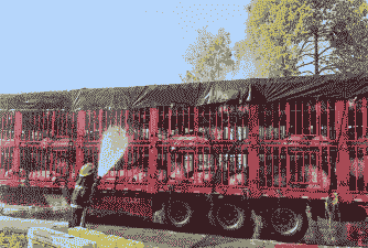 湖北生猪何时能外运