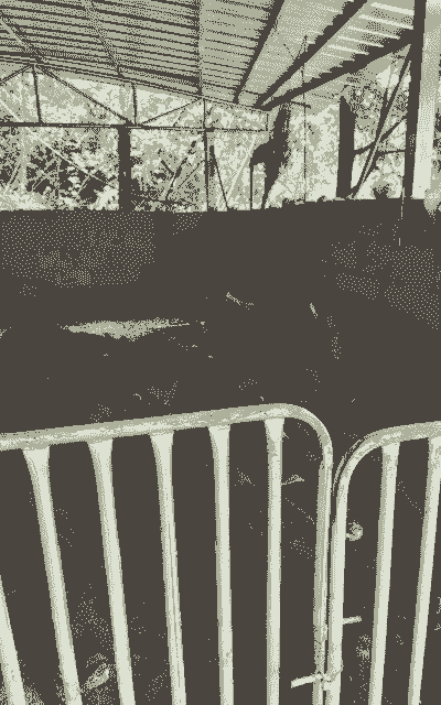 生态放养生猪的前景