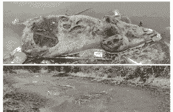 生猪养殖业污染危害