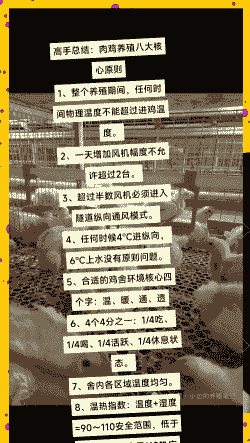 肉鸡养殖技术要点