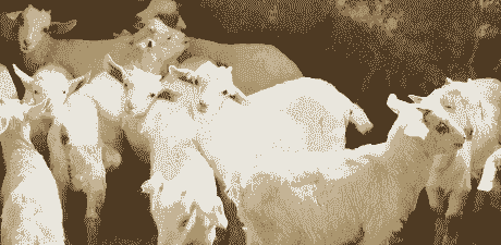 山羊怀孕几个月生产