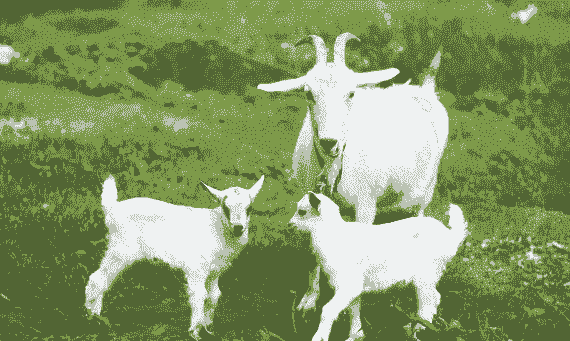 山羊一年繁殖几次