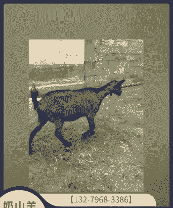 奶山羊多少钱一只