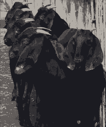 努比亚黑山羊的优缺点