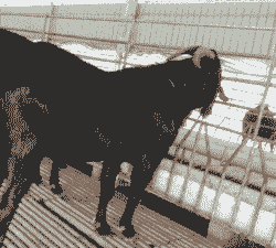 努比亚黑山羊种羊价格