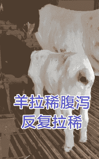 黑山羊拉稀怎么治