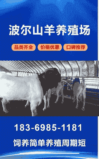 波尔山羊种羊价格