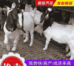 波尔山羊小羊价格