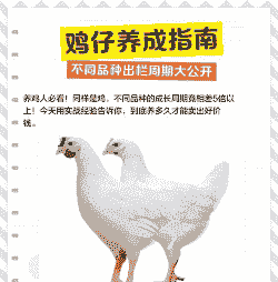 肉鸡多少天可以出栏