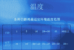 肉鸡温度控制范围