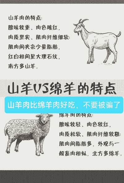 山羊和绵羊哪个膻味重