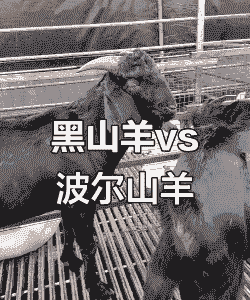 黑山羊和波尔山羊