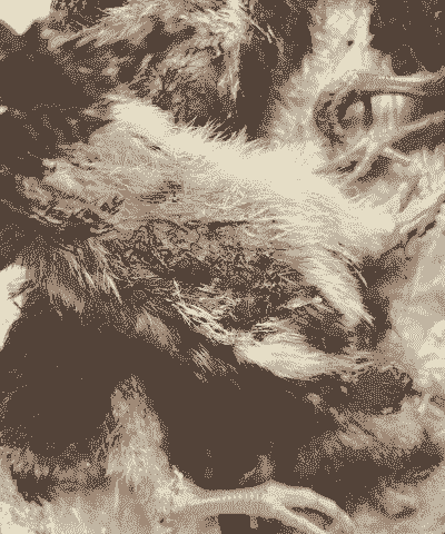 肉鸡葡萄球菌怎么治疗