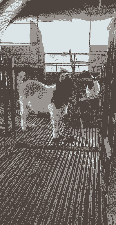 波尔山羊羊羔的价格