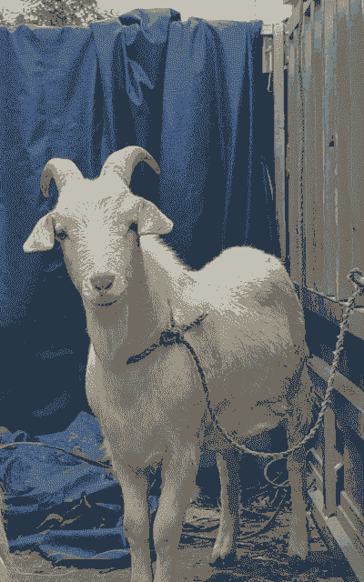 山东白山羊多少钱