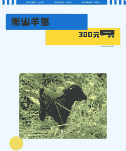 山羊崽多少钱一只