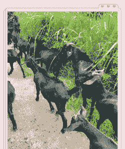 黑山羊利润与成本