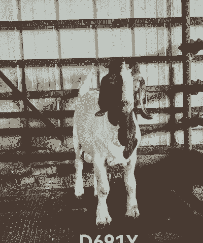 优质波尔山羊多少钱