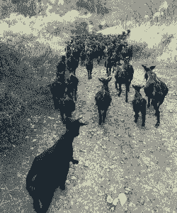 湖南那里有黑山羊