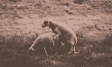 山羊和绵羊能交配吗