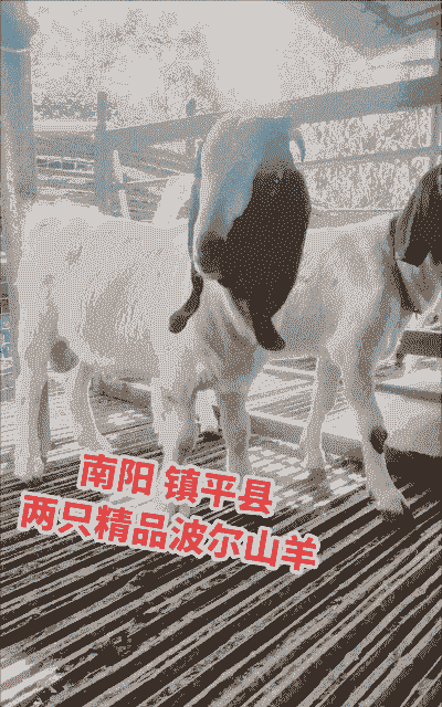 波尔山羊的最低价格