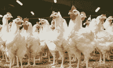 什么样的鸡是肉鸡