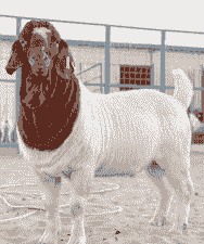 波尔山羊成羊价格