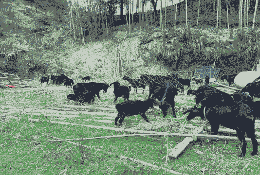 长沙黑山羊苗价格