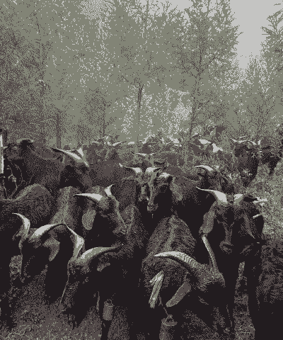 黑山羊容易得病吗