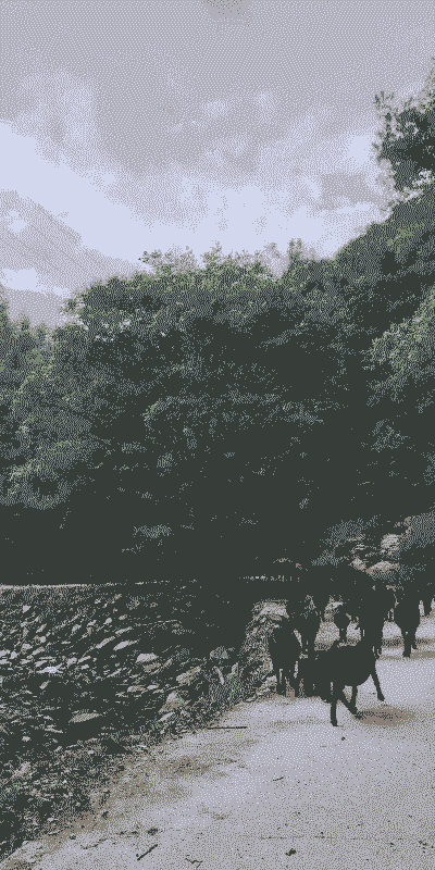 湖南哪里有黑山羊养殖